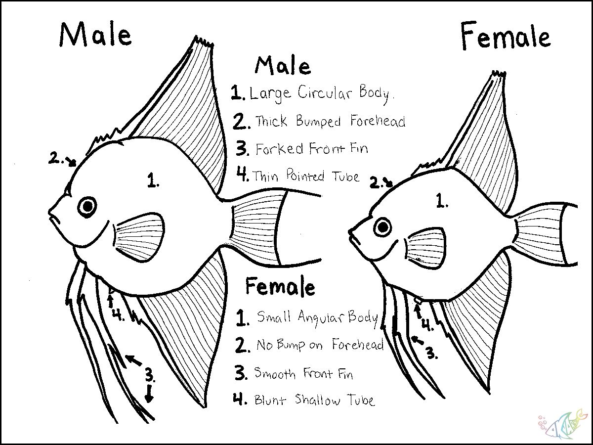 Скалярия самец отличия от самки